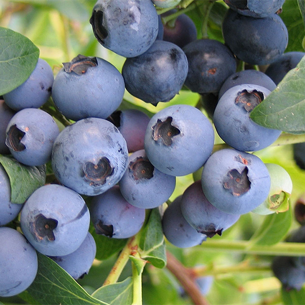 Tăierile de formare ale arbuştilor de afin