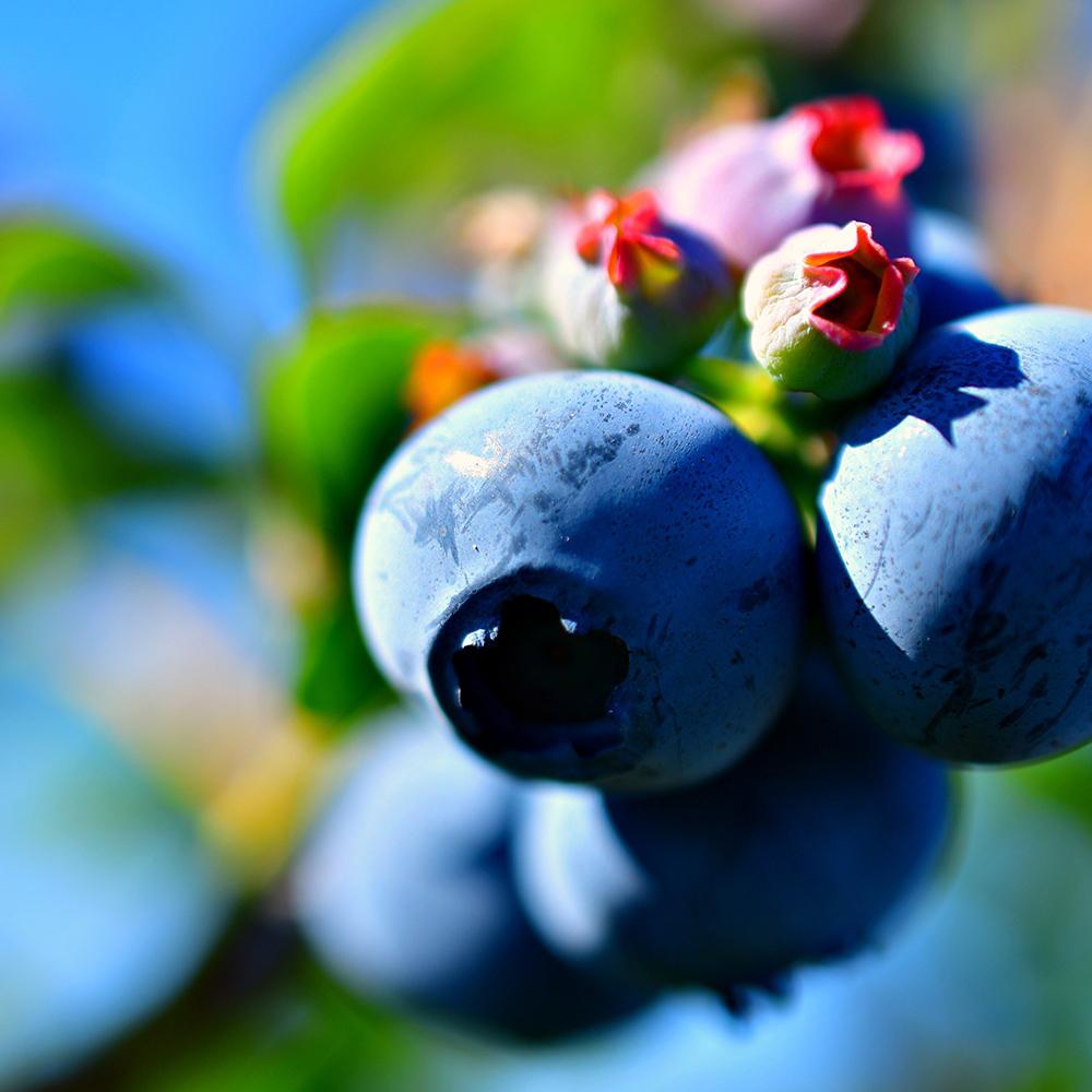 Fertilizarea arbuştilor de afin