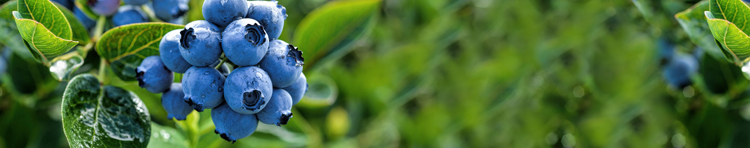 Green Binominal: afine, ferma, fructe de padure, fructe proaspete, Maramureș