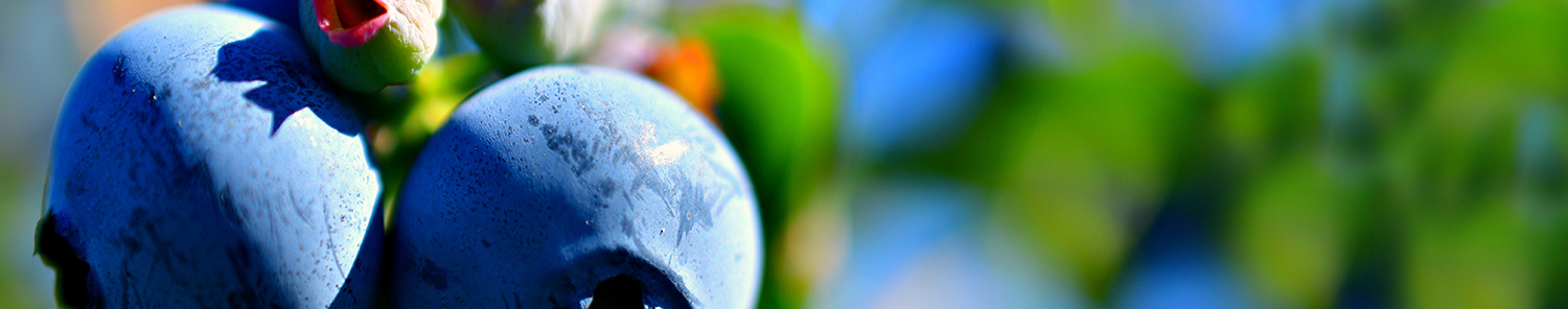 Green Binominal: afine, ferma, fructe de padure, fructe proaspete, Maramureș